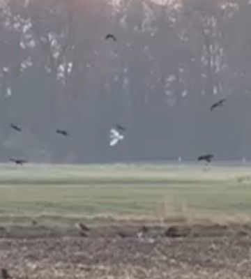 Oiseau indéterminé  - Anonyme