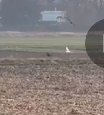 Oiseau indéterminé  - Anonyme