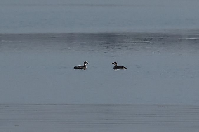 Grèbe jougris  - Rupert Hafner