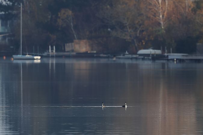 Rothalstaucher  - Rupert Hafner