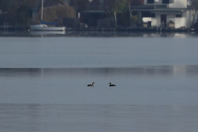 Grèbe jougris  - Rupert Hafner