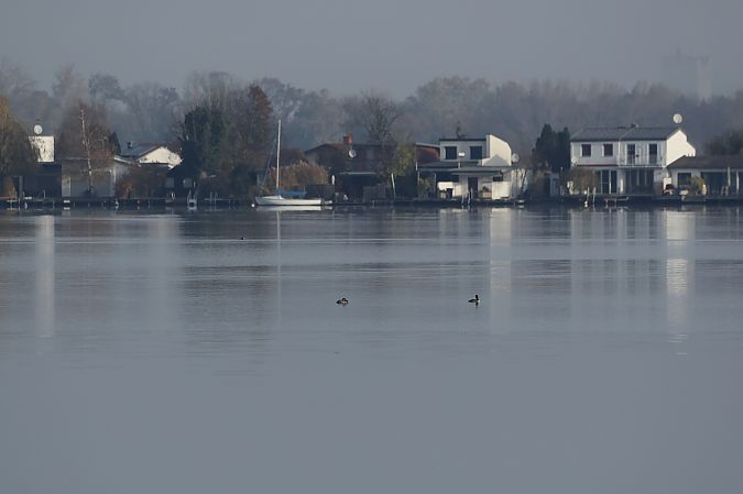 Grèbe jougris  - Rupert Hafner