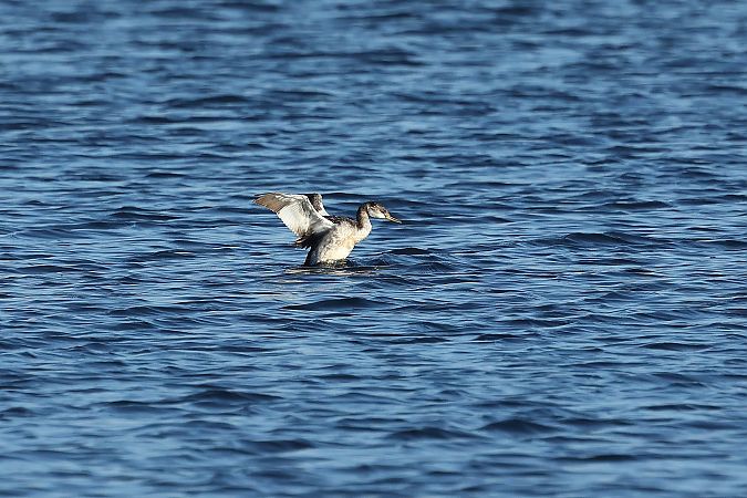 Grèbe jougris  - Rupert Hafner
