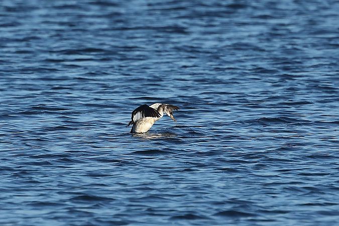 Grèbe jougris  - Rupert Hafner