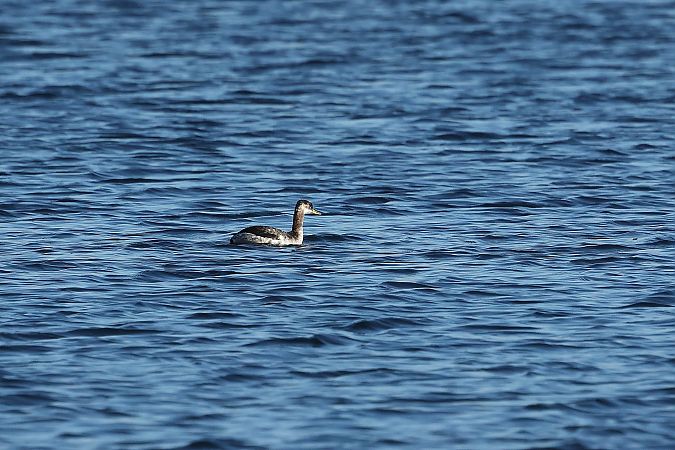 Grèbe jougris  - Rupert Hafner