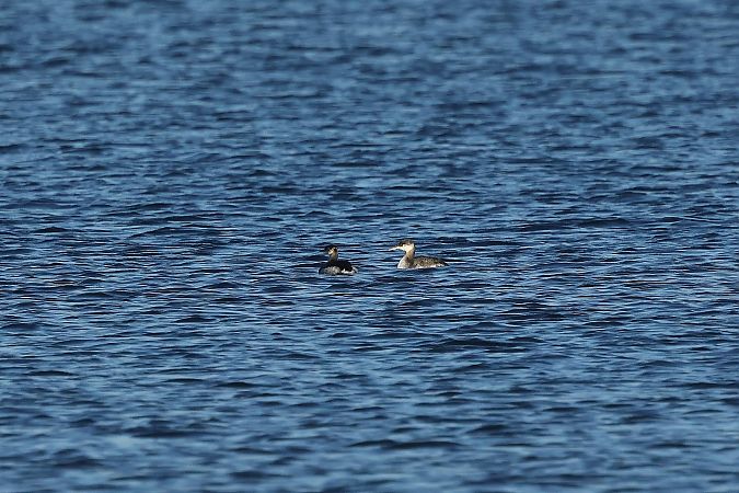 Grèbe jougris  - Rupert Hafner