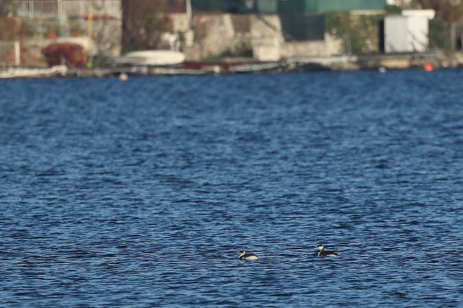Grèbe jougris  - Rupert Hafner