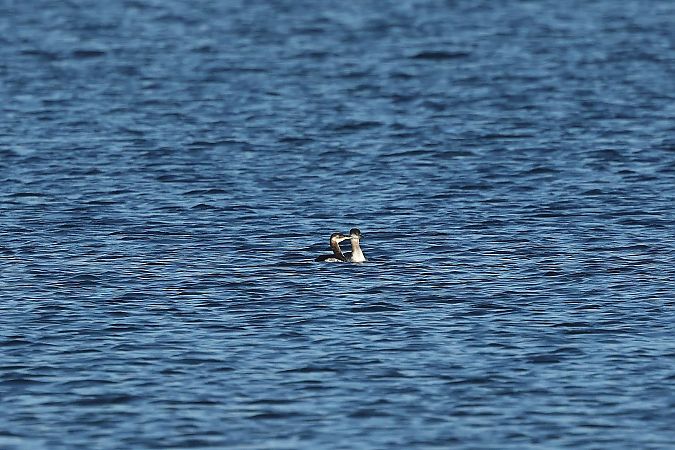 Grèbe jougris  - Rupert Hafner