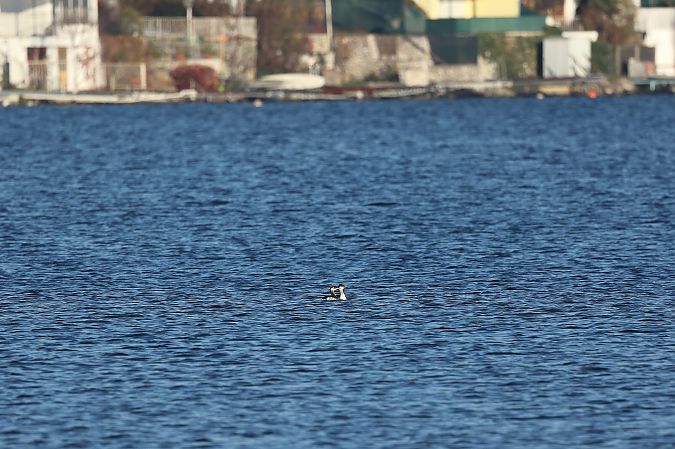 Grèbe jougris  - Rupert Hafner
