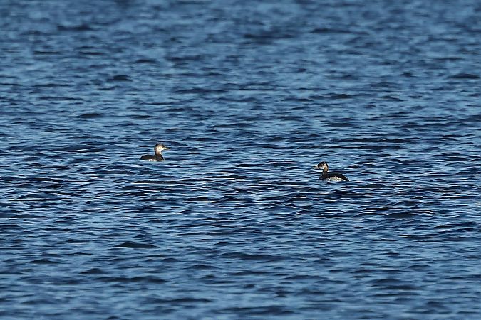 Grèbe jougris  - Rupert Hafner