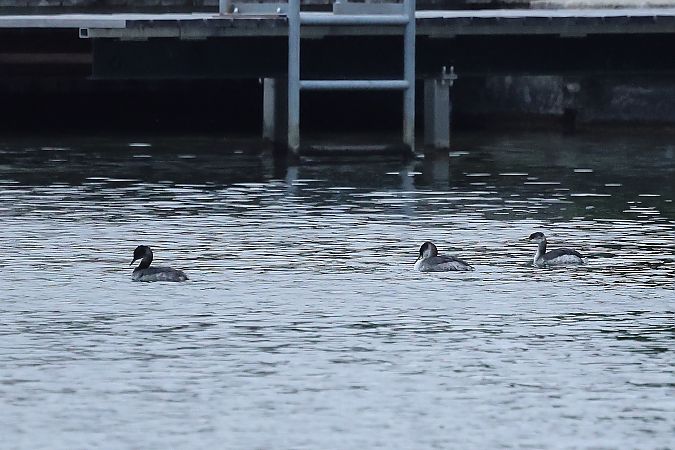 Grèbe jougris  - Rupert Hafner