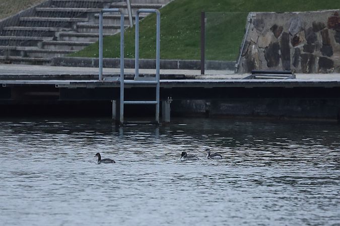 Grèbe jougris  - Rupert Hafner