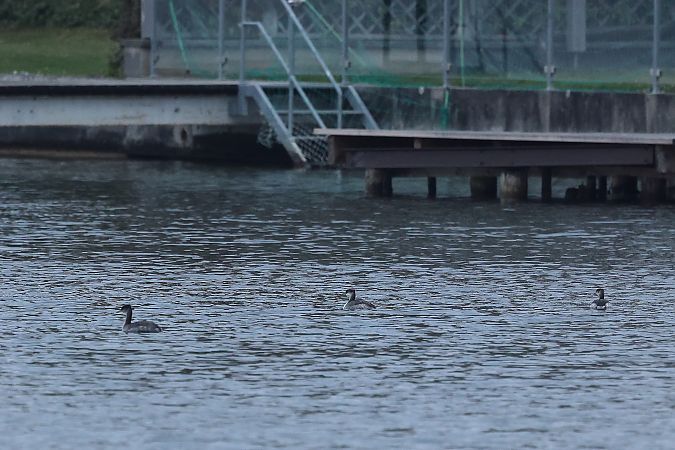 Grèbe jougris  - Rupert Hafner