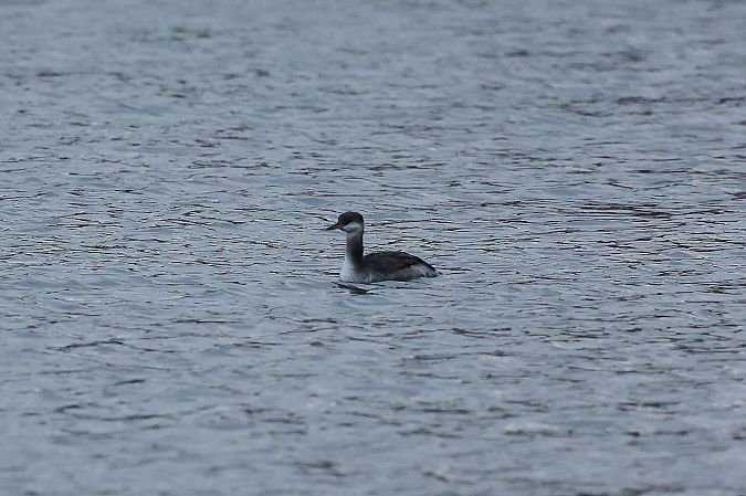 Grèbe jougris  - Rupert Hafner