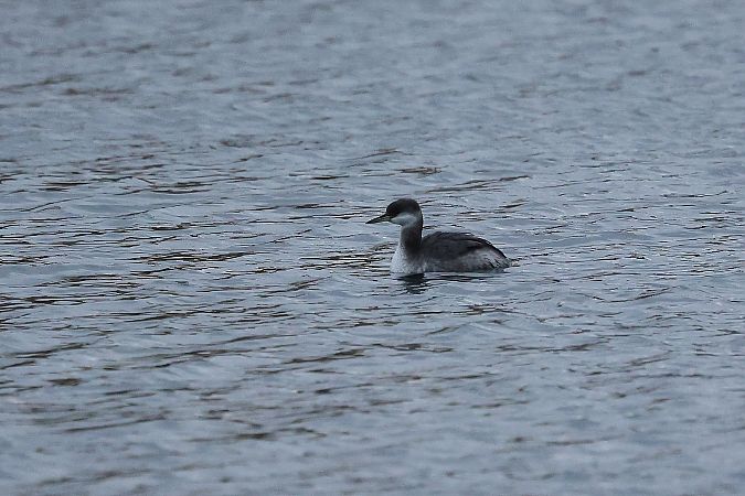 Grèbe jougris  - Rupert Hafner
