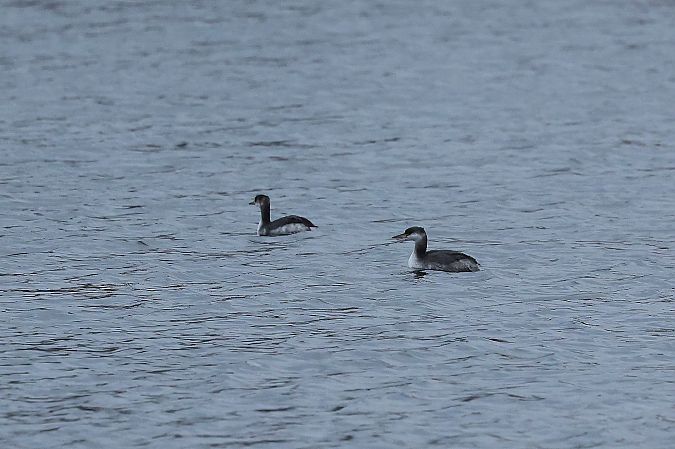 Grèbe jougris  - Rupert Hafner