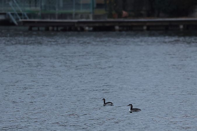 Grèbe jougris  - Rupert Hafner