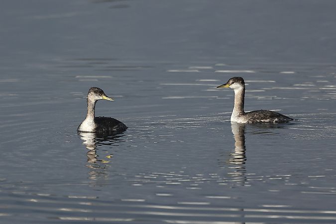 Grèbe jougris  - Rupert Hafner
