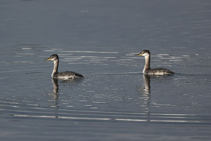 Grèbe jougris  - Rupert Hafner