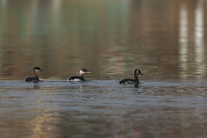 Grèbe jougris  - Rupert Hafner