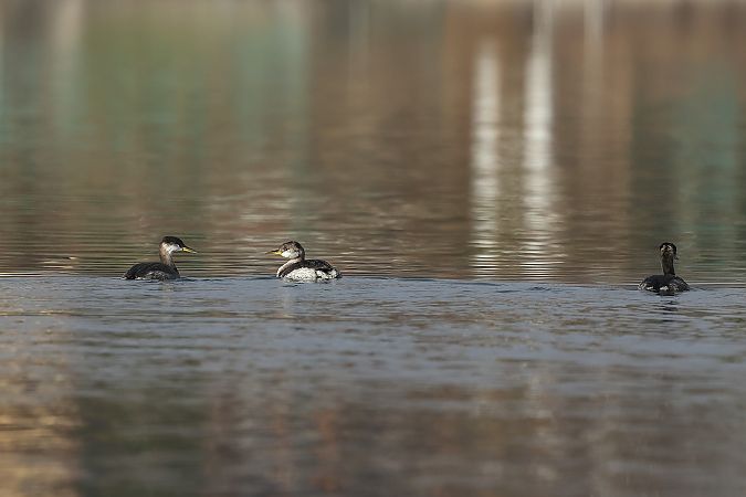 Grèbe jougris  - Rupert Hafner
