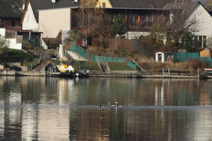 Grèbe jougris  - Rupert Hafner