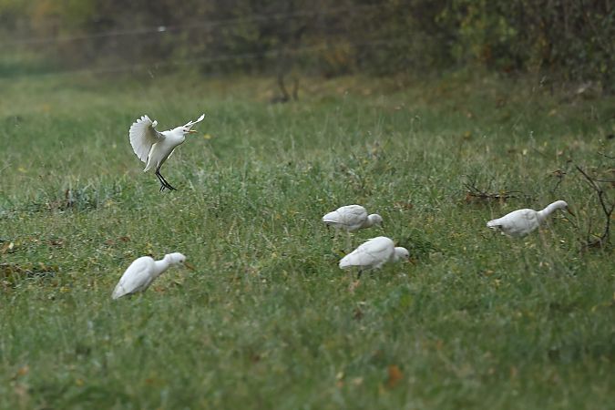 Héron garde-boeufs  - Rupert Hafner