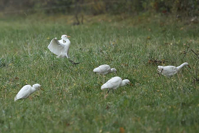 Héron garde-boeufs  - Rupert Hafner