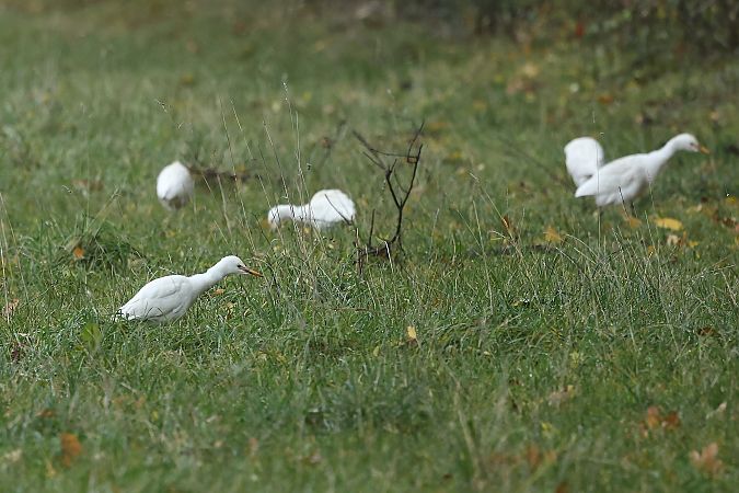 Héron garde-boeufs  - Rupert Hafner