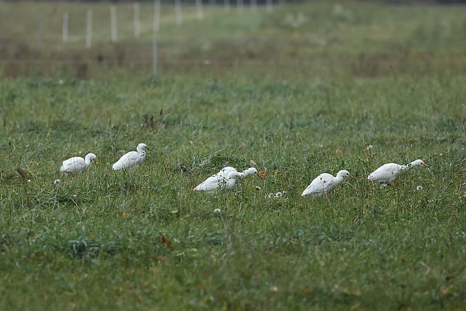 Héron garde-boeufs  - Rupert Hafner