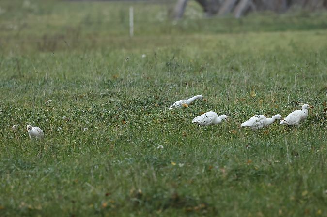 Héron garde-boeufs  - Rupert Hafner