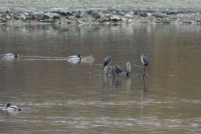 Cormoran pygmée  - Rupert Hafner