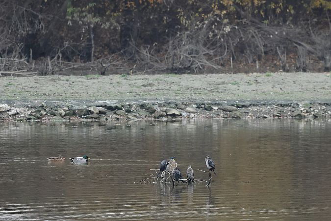 Cormoran pygmée  - Rupert Hafner