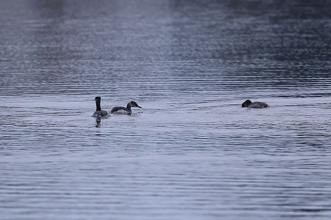 Grèbe jougris  - Rupert Hafner