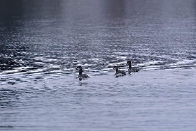 Grèbe jougris  - Rupert Hafner