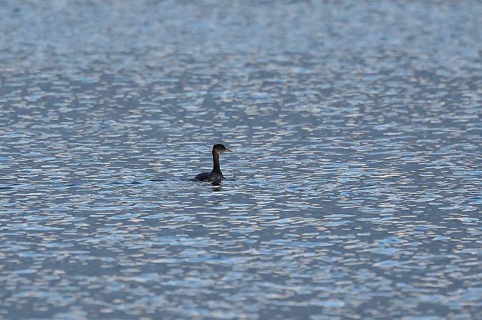 Grèbe jougris  - Rupert Hafner