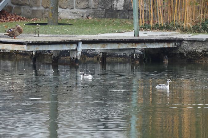Grèbe jougris  - Rupert Hafner
