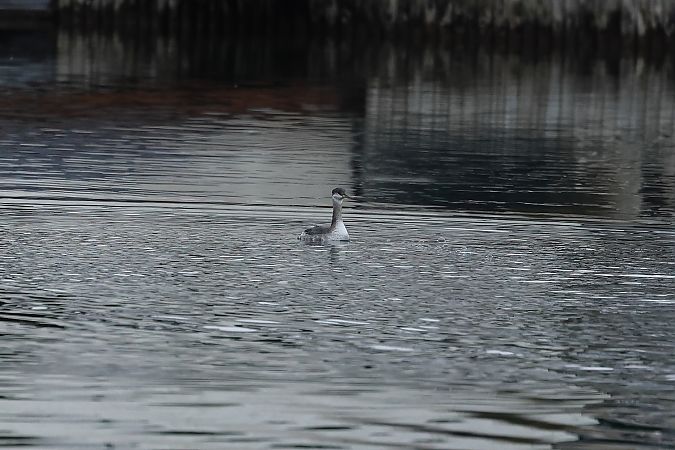 Grèbe jougris  - Rupert Hafner