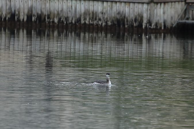 Grèbe jougris  - Rupert Hafner
