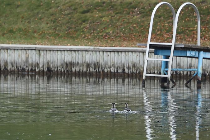 Grèbe jougris  - Rupert Hafner