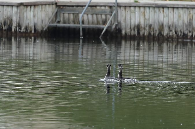 Grèbe jougris  - Rupert Hafner
