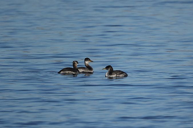 Grèbe jougris  - Rupert Hafner