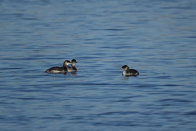 Grèbe jougris  - Rupert Hafner