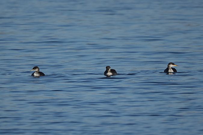 Grèbe jougris  - Rupert Hafner