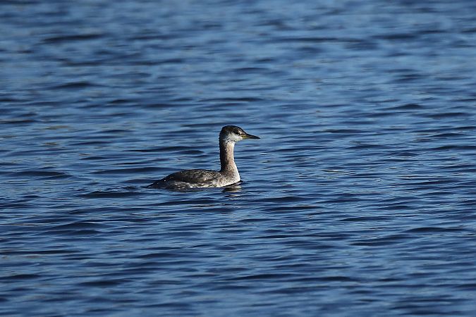 Grèbe jougris  - Rupert Hafner