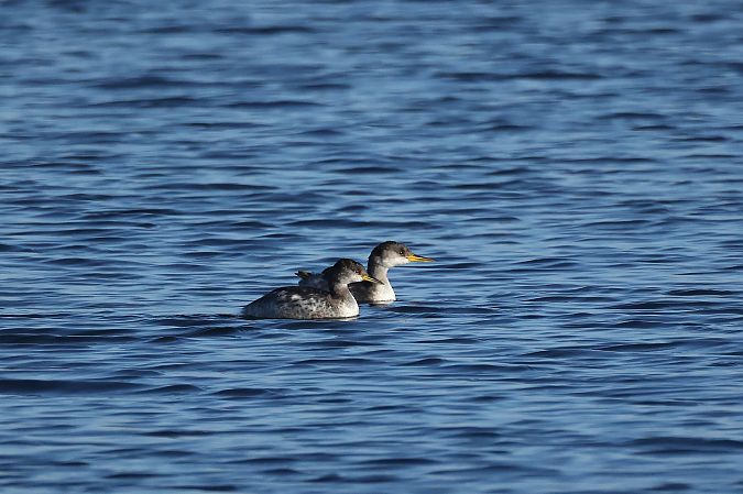 Grèbe jougris  - Rupert Hafner