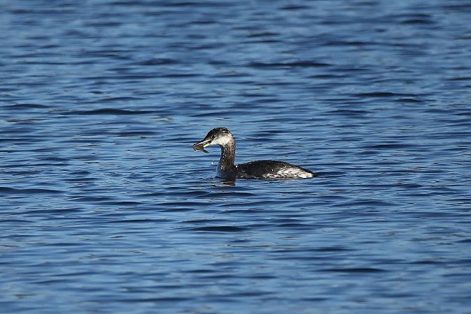 Grèbe jougris  - Rupert Hafner