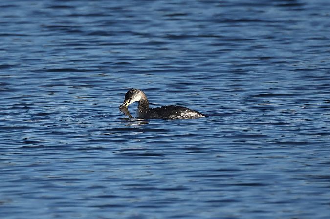 Grèbe jougris  - Rupert Hafner