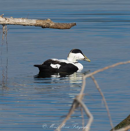 Eider à duvet  - Monika H. M. Klocker