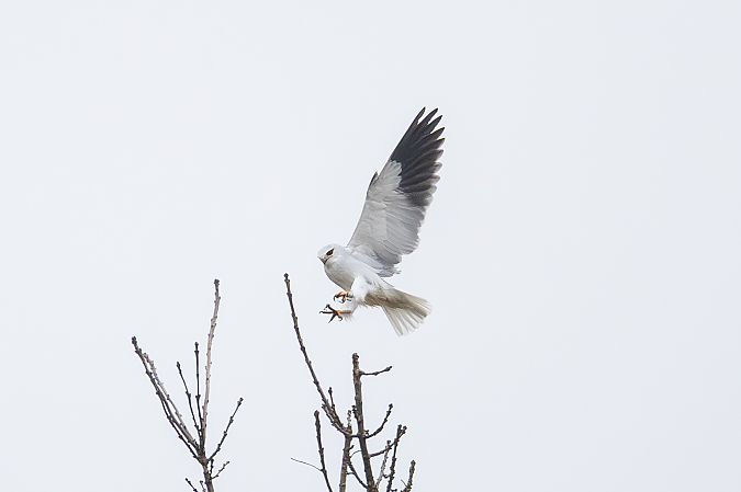 Élanion blanc  - Otto Samwald